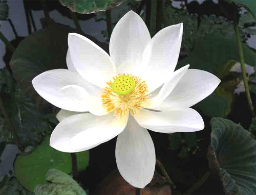 Lotus Blume. Shaolin Kloster und Kampfsport / Kampfkunst